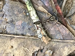 Odontomachus chelifer