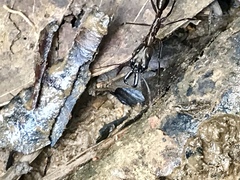 Odontomachus chelifer