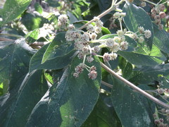 Lippia umbellata