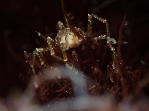 taxonomy_inaturalist image for Ammotheidae