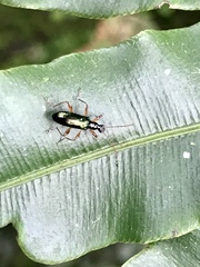 Statira