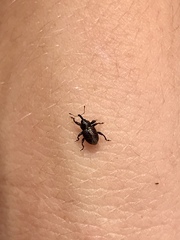 Chalcodermus