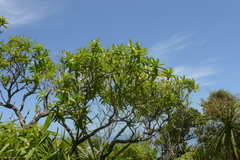 Veronica flavida