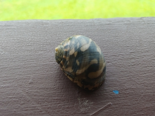 Nerita trifasciata observed 2025-11-09
