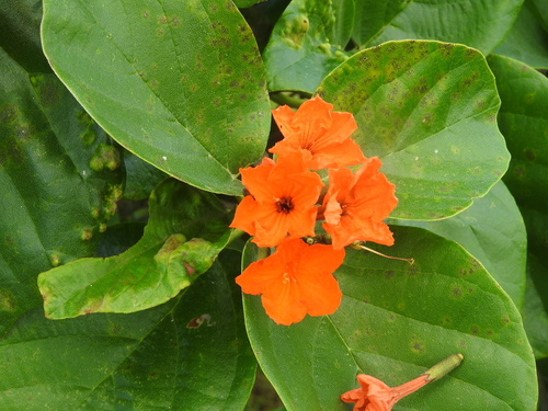 Scarlet Cordia