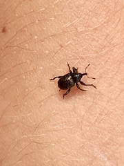 Chalcodermus