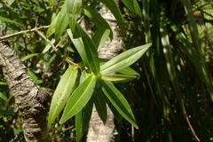 Veronica flavida