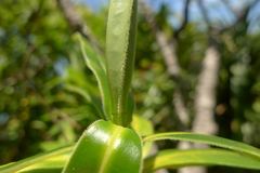 Veronica flavida
