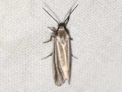 Cisthene striata