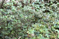 Marchantia inflexa