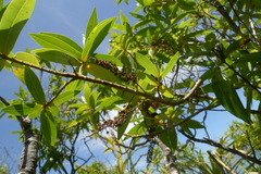 Veronica flavida