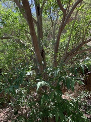 Wrightia natalensis