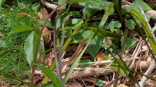 Common Tree Snake sighting