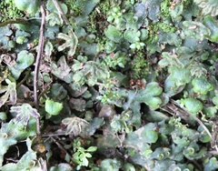 Marchantia inflexa