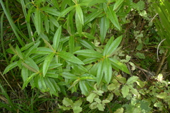 Veronica flavida