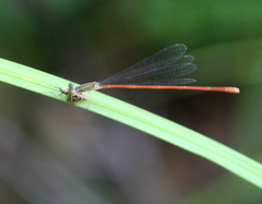 Aciagrion pallidum