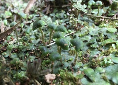 Marchantia inflexa