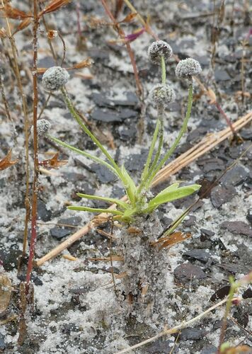 Paepalanthus lamarckii