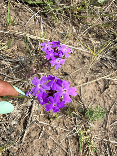 South American mock vervain