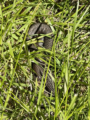 Lowlands Copperhead sighting