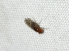 Drosophila guttifera