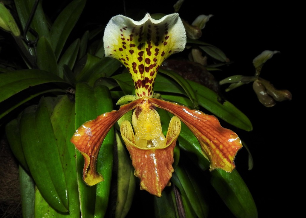 Paphiopedilum × nitens