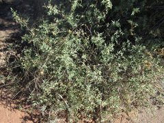 Berberis haematocarpa