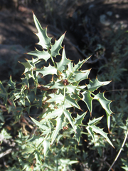 Berberis haematocarpa