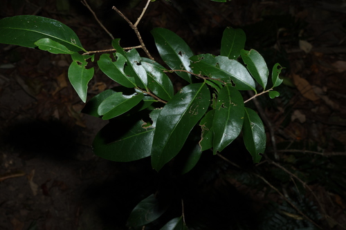 casearia (Casearia multinervosa)