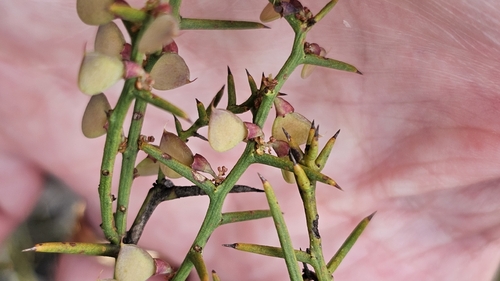 small spiny bitter pea (Daviesia devito)