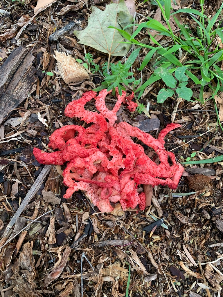 Clathrus ruber · November 2025 · photo: © celadonfern (iNaturalist, cc-by)