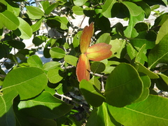 Semialarium mexicanum