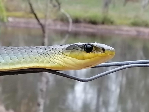 Common Tree Snake sighting