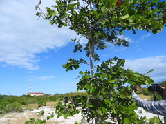 Semialarium mexicanum