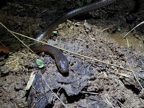 Carpentaria Small-eyed Snake sighting