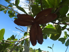 Semialarium mexicanum