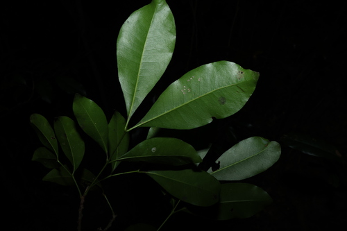 Anthocarapa nitidula, photograph 4