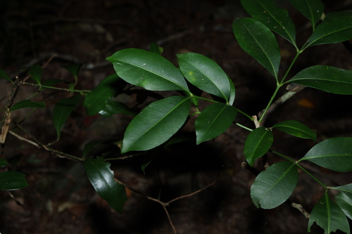 incense cedar (Anthocarapa nitidula)