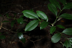 Anthocarapa nitidula, photograph (c) Greg Tasney, some rights reserved (CC BY-SA)