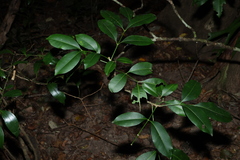 Anthocarapa nitidula, photograph (c) Greg Tasney, some rights reserved (CC BY-SA)