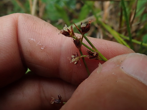 Jointed rush (Juncus articulatus)