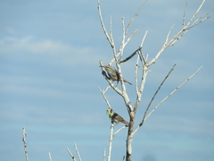 Campylorhynchus yucatanicus