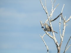Campylorhynchus yucatanicus