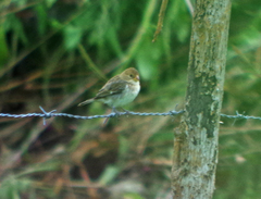 Sporophila telasco