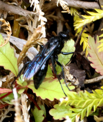 Priocnemis monachus