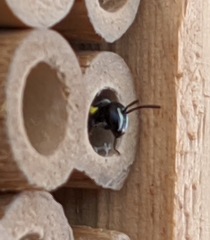 Hylaeus nubilosus