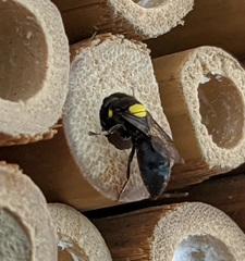 Hylaeus nubilosus