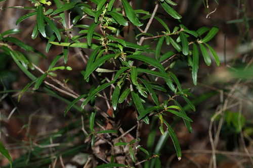 narrow-leaved muttonwood (Myrsine angusta)