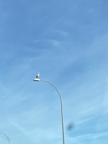 Avistamiento Cigüeña blanca