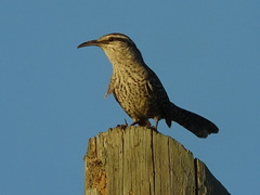 Campylorhynchus yucatanicus